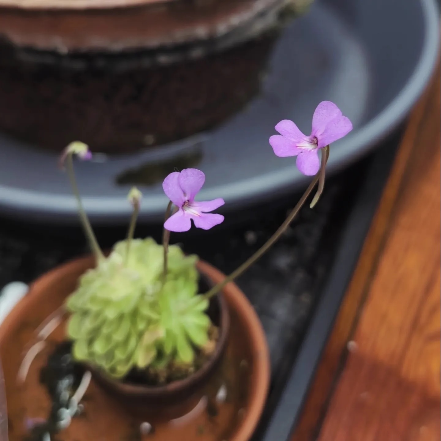 A vigorous rosette of Pinguicula ehlersiae 'Mighty Mouse' with multiple points of growth and multiple bubblegum pink, mouse-like five petaled blooms resembling two rounded ears, a snout, and two whiskers.