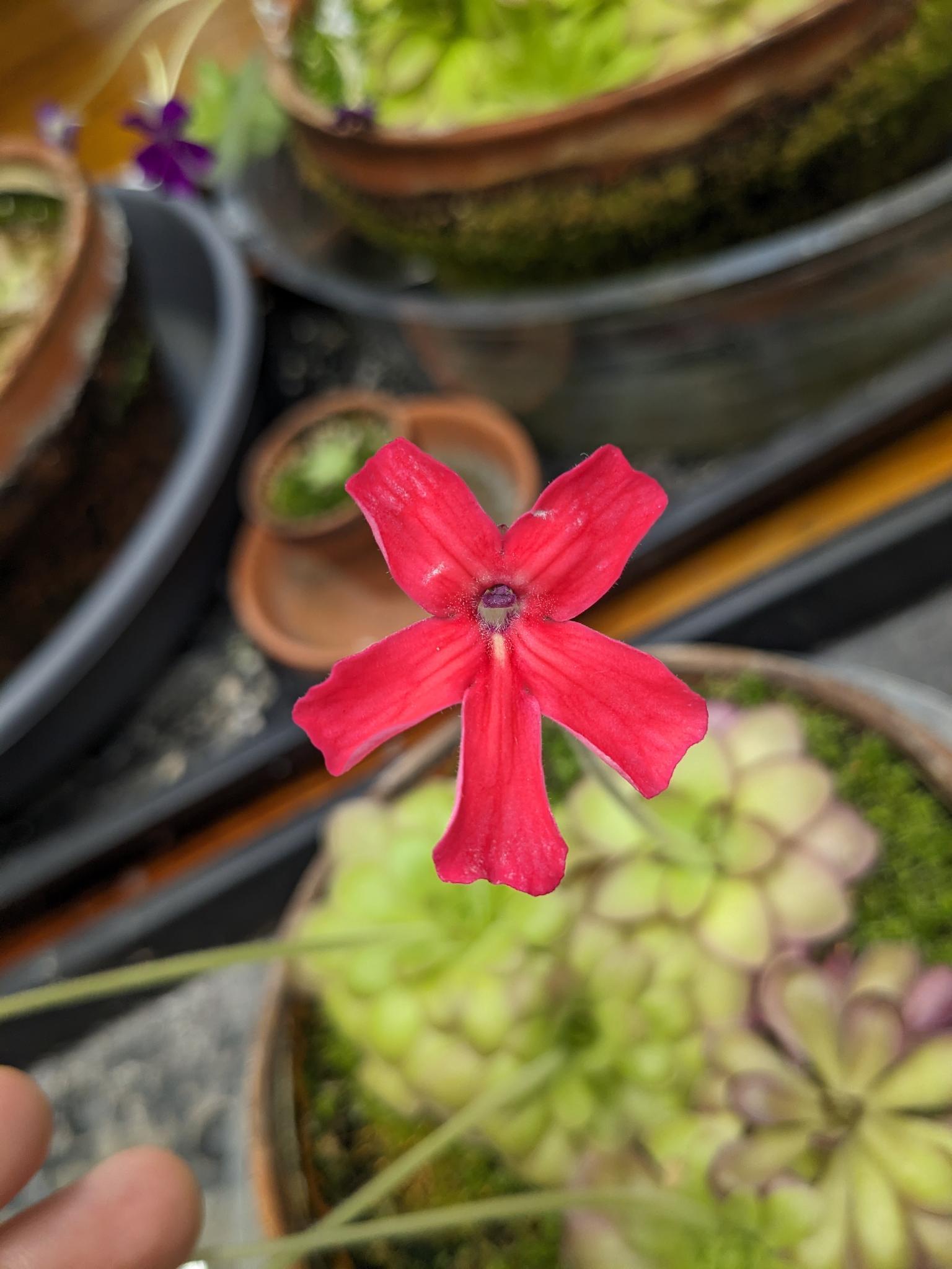 a bright red flower with five petals on a Pinguicula laueana plant