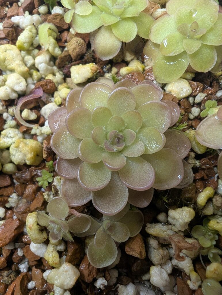 Pinguicula laueana "Red" x ehlersiae "Mighty Mouse" small bare root