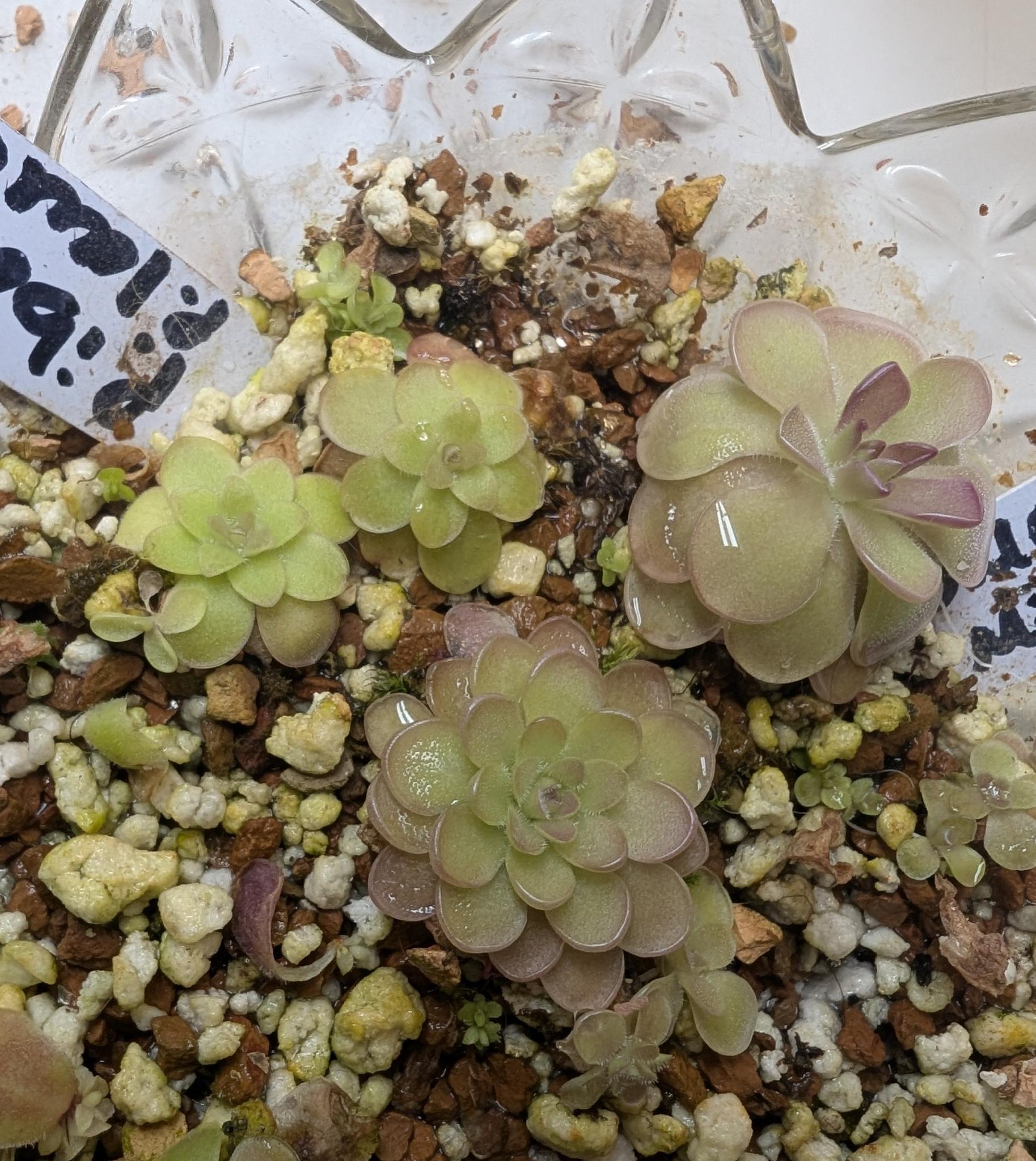 Pinguicula hybrids on soil. There are 4 rosette shaped plants with varying degrees of redness in their leaves.