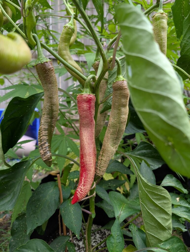 Macedonian grilling peppers growing on the plant. The mature pepper is long and red with characteristic banded scarification, unique to this type of pepper. 