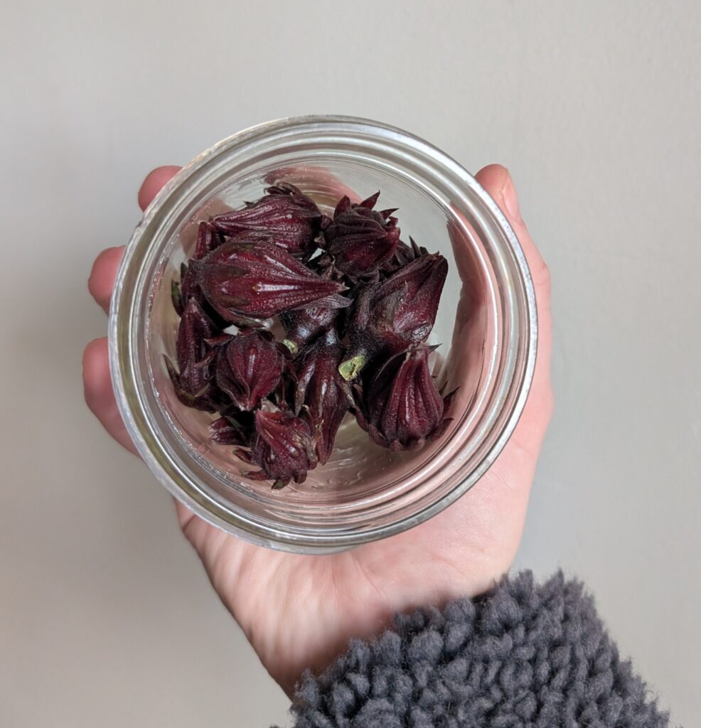 an 8oz mason jar of Thai red roselle calyxes held in hand