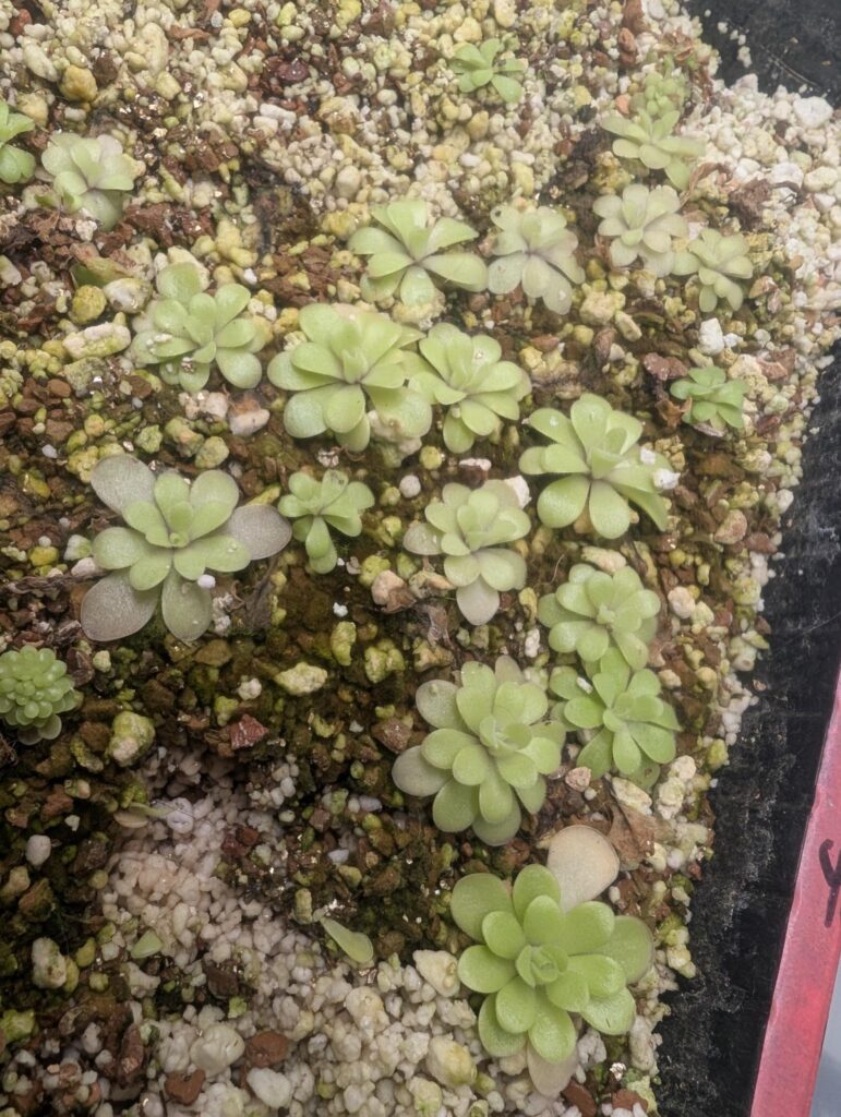 Pinguicula gigantaea x cyclosecta med bare root
