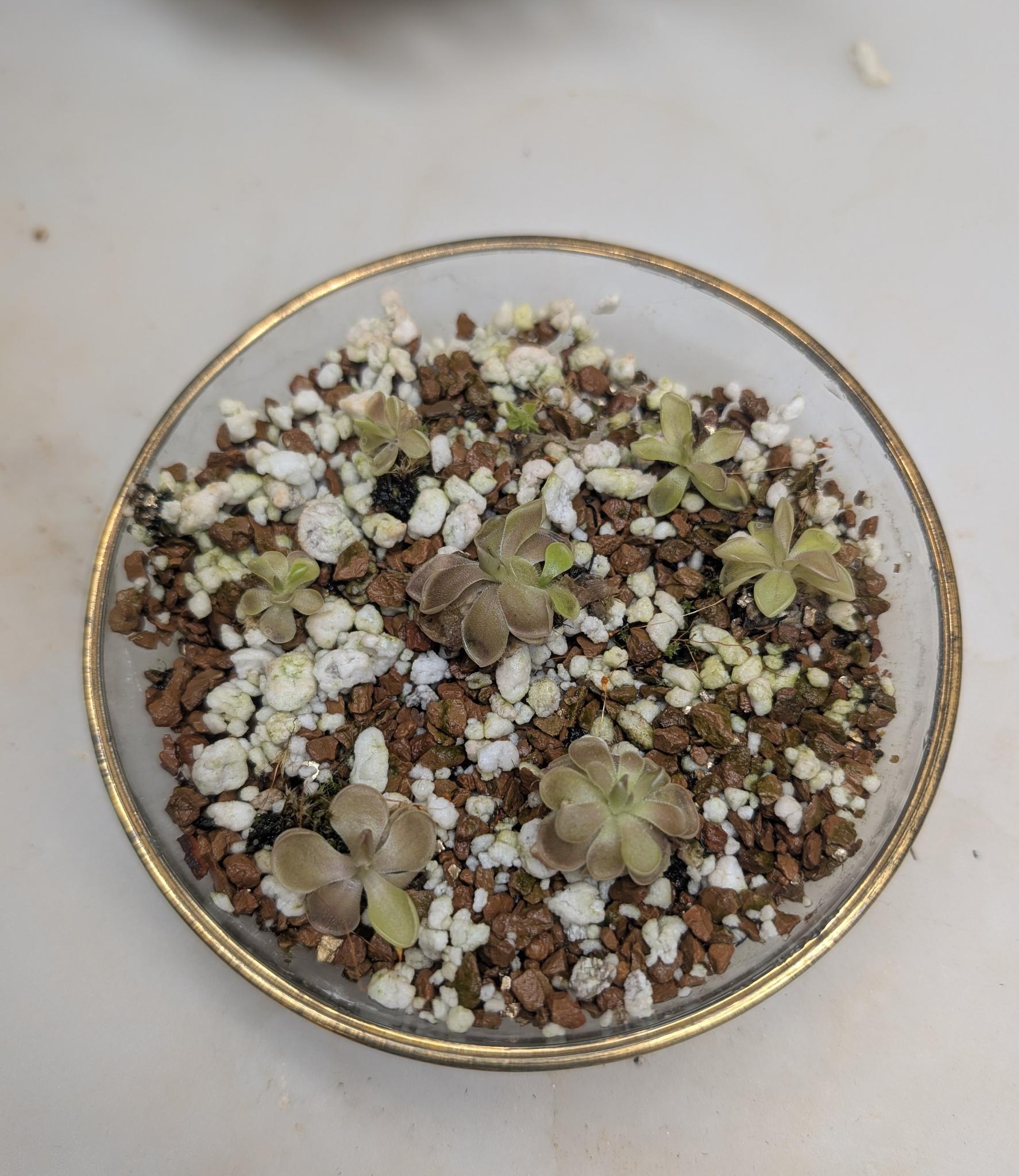 Pinguicula laueana "Red" x ehlersiae "Mighty Mouse" small bare root - Image 2