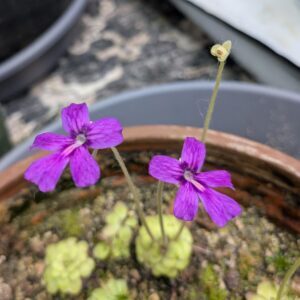 Pinguicula x laueana "Red" x sp. Tonala "ANPA A" med bare root