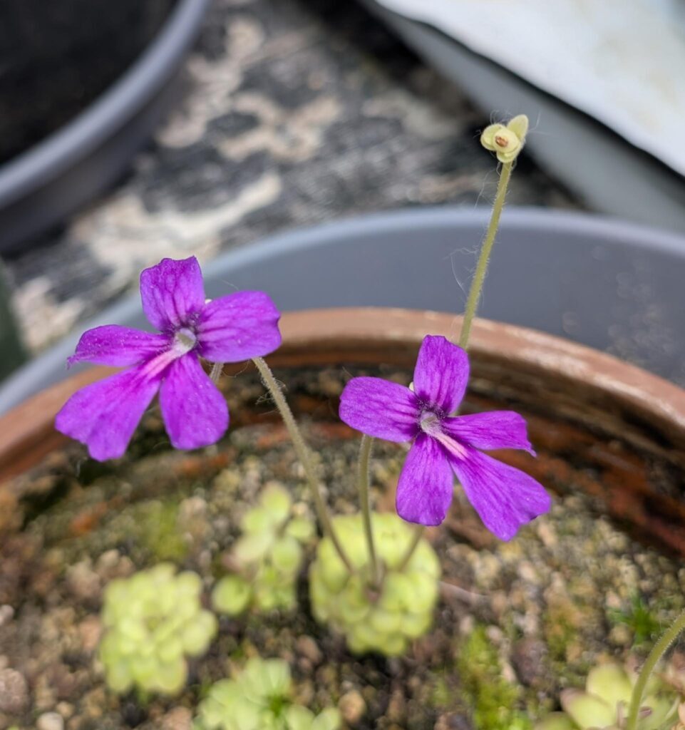 Pinguicula x laueana "Red" x sp. Tonala "ANPA A" med bare root
