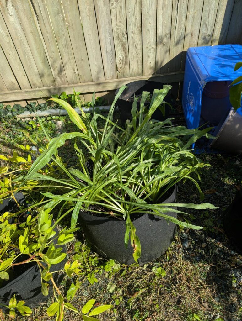 Scorzonera growing in a 10 gallon cloth pot. Long, thin leaves in a rosette. There are about 5-7 plants in the pot each with a rosette. This plant grows easily.