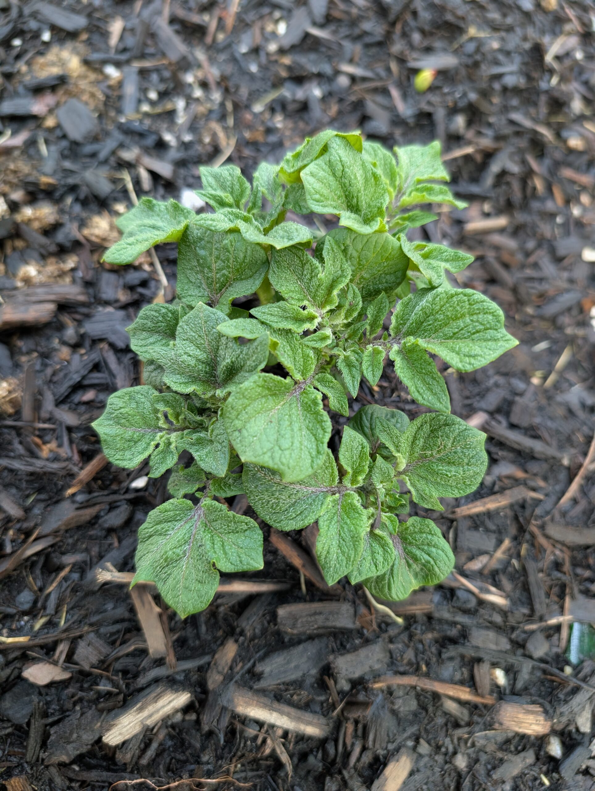 Sarpo una potato plant growing in the garden