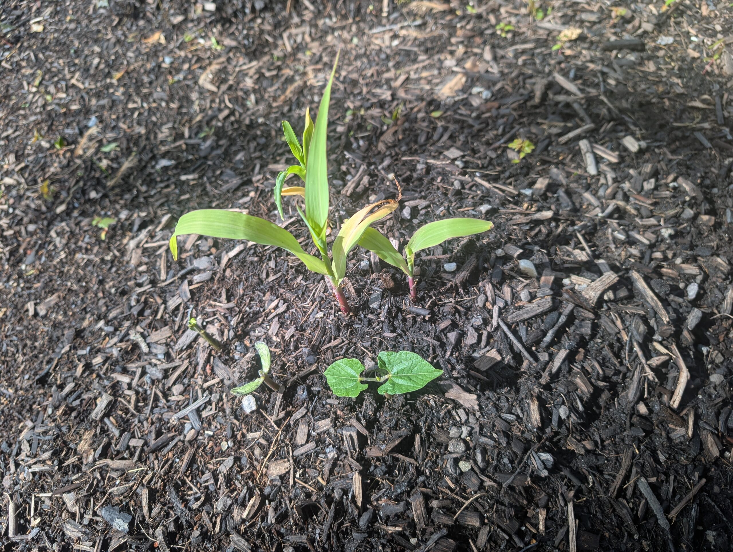 Intercropping with corn and beans: corn seedlings with a bean seedling