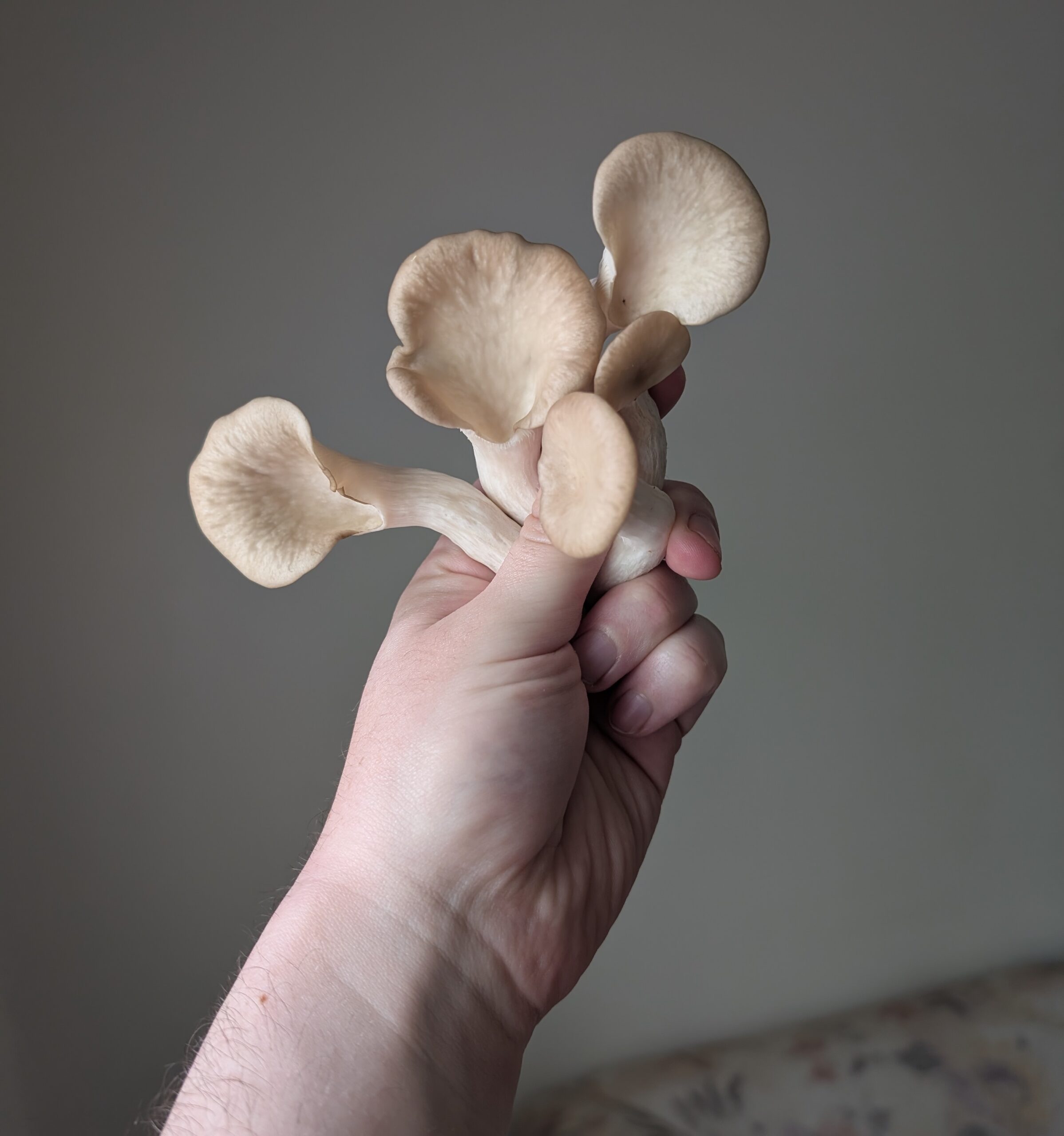 Oyster mushrooms in hand